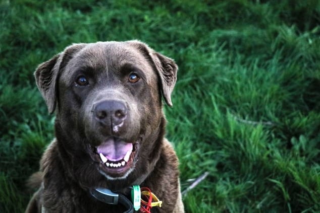 Lachende hond die met een open mond staat te kijken naar haar baasje.