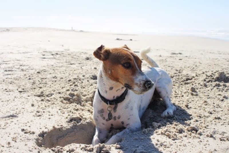 Gravende hond op het strand.