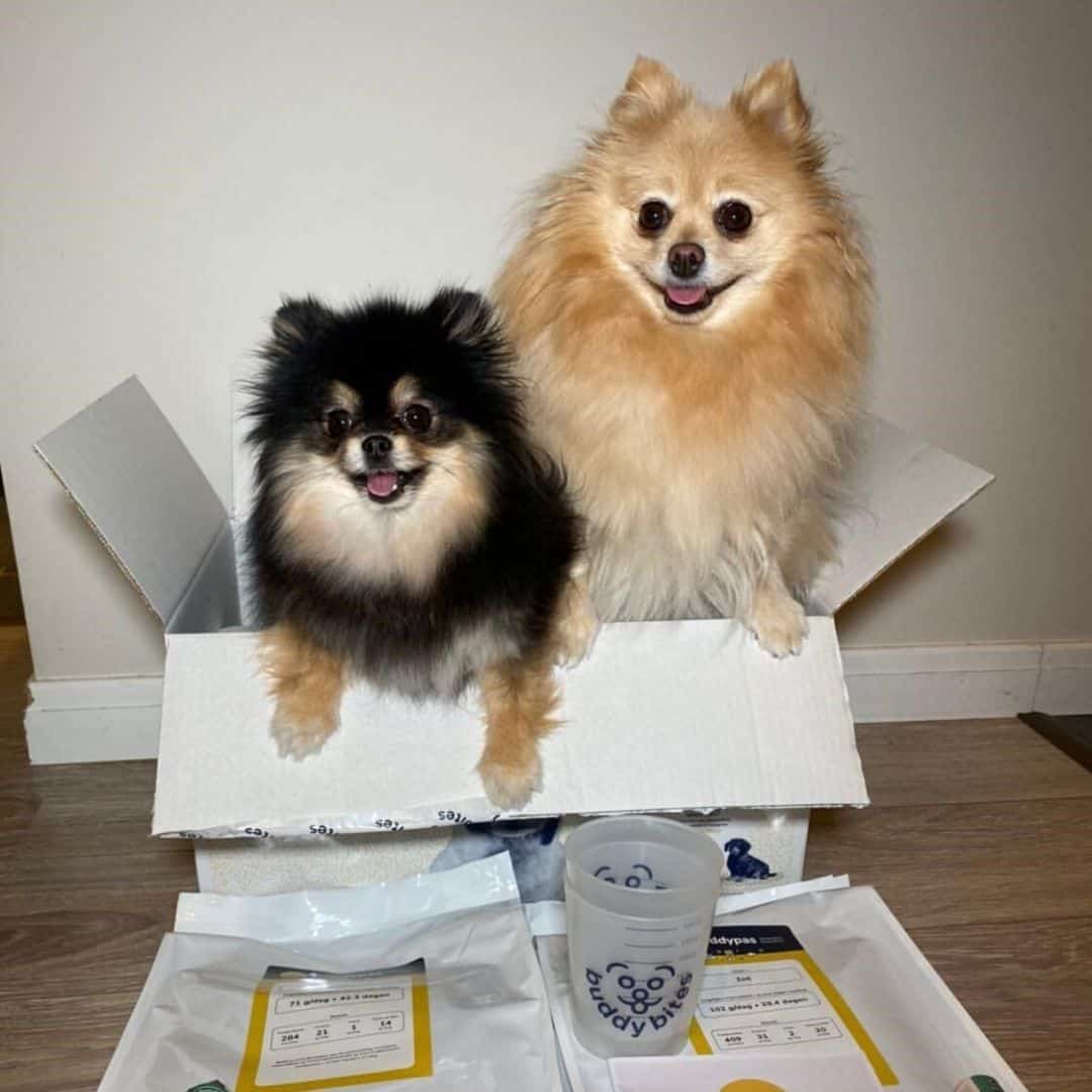 Twee hondjes, Zoë en Fenna, zitten samen in de geleverde box van BuddyBites. Naast de doos liggen er verpakkingen persoonlijke hondenvoeding met maatbekers om de voeding af te meten.