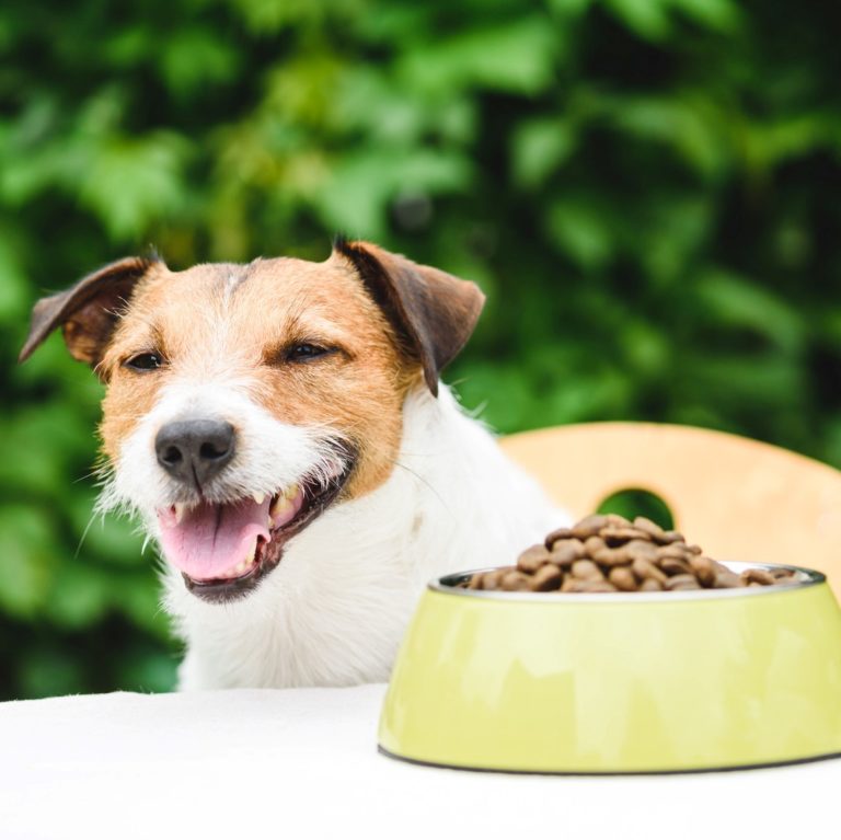 De voordelen van droge hondenvoeding - BuddyBites