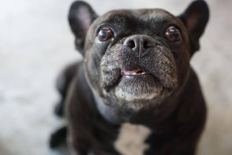 Verleng het leven van je hond met deze tips! BuddyBites