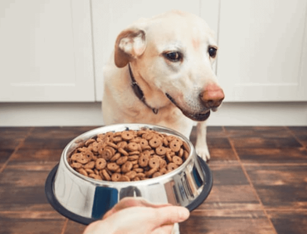 Discriminatie op grond van geslacht verdacht pols Waarom eet mijn hond niet? - BuddyBites