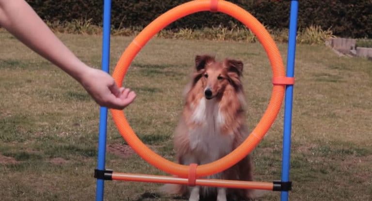 Sky de mascottehond van BuddyBites toont voor hoe je door een hoepel moet springen.