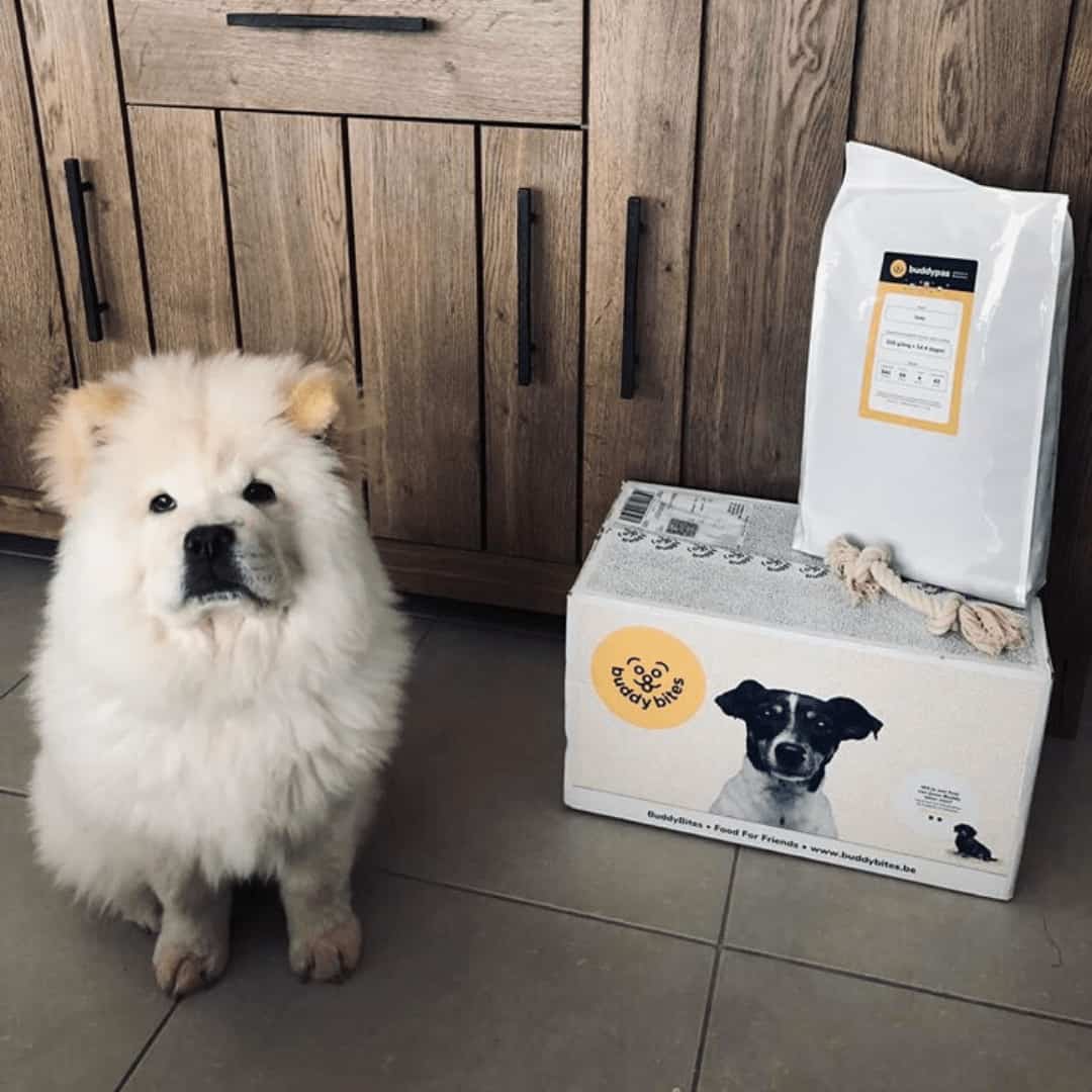 samojeet naast zijn aangepast hondenvoeding van buddybites met gratis speeltje