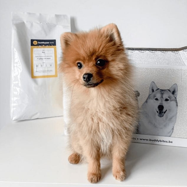schattige dwergkeeshond pomeriaan zit voor de beste hondenvoeding van BuddyBites