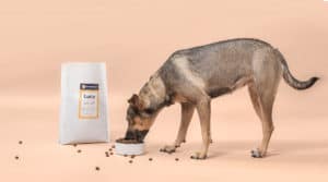 Hond eet gepersonaliseerde hondenvoeding van BuddyBites
