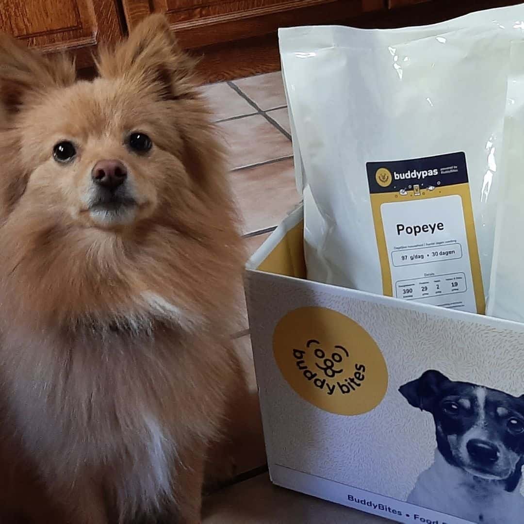 bruine langharige chihuahuanaast haar doos van buddybites met gepersonaliseerde hondenvoeding voor een blinkende vacht