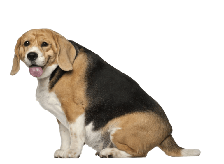 Te dikke hond eet dieetvoeding om obesitas tegen te gaan.