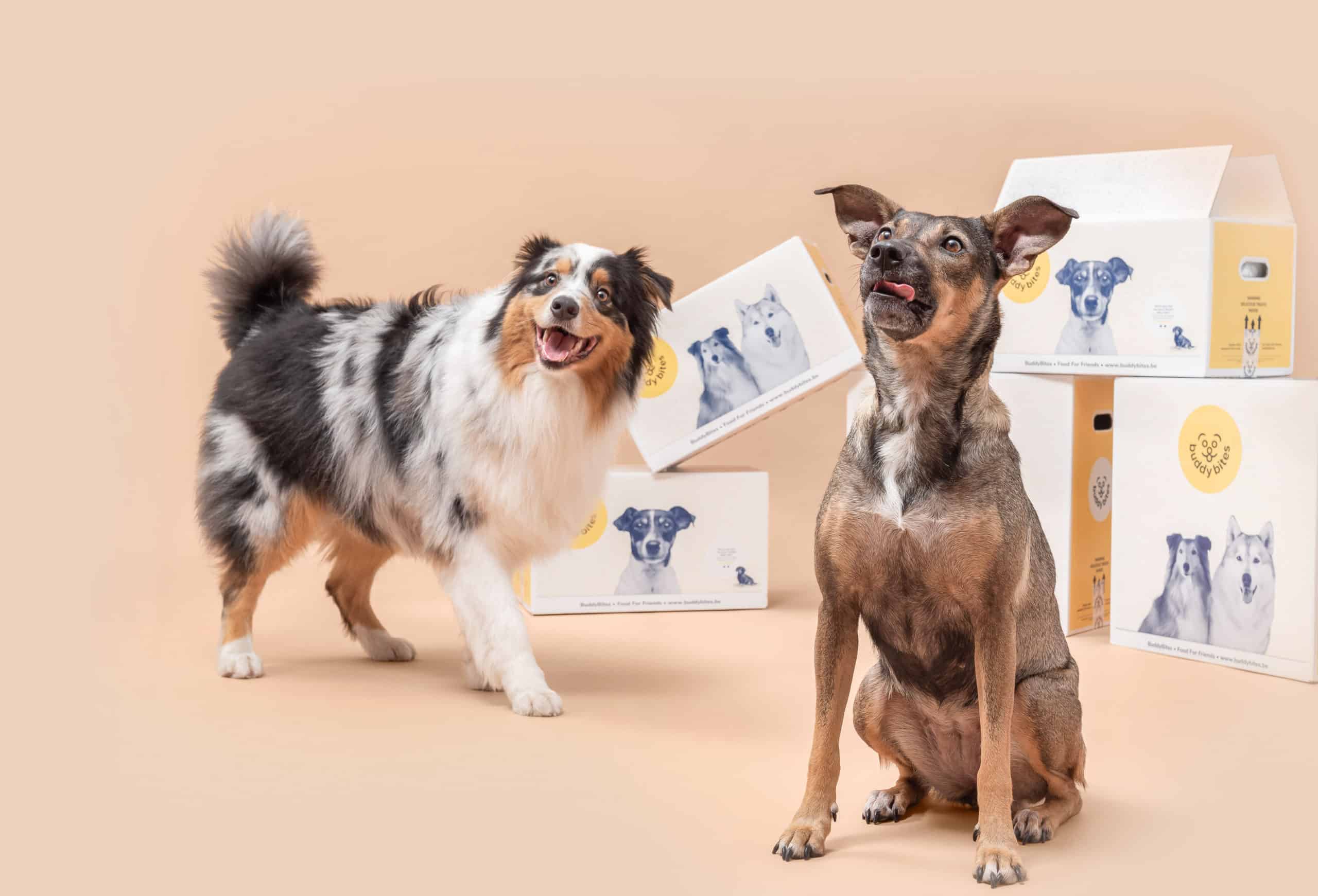 twee lachende honden kijken in de camera met dozen van BuddyBites op de achtergrond