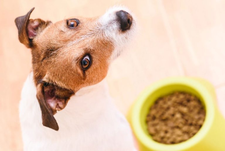 Veilig overschakelen op andere hondenvoeding, dat doe je zo - BuddyBites