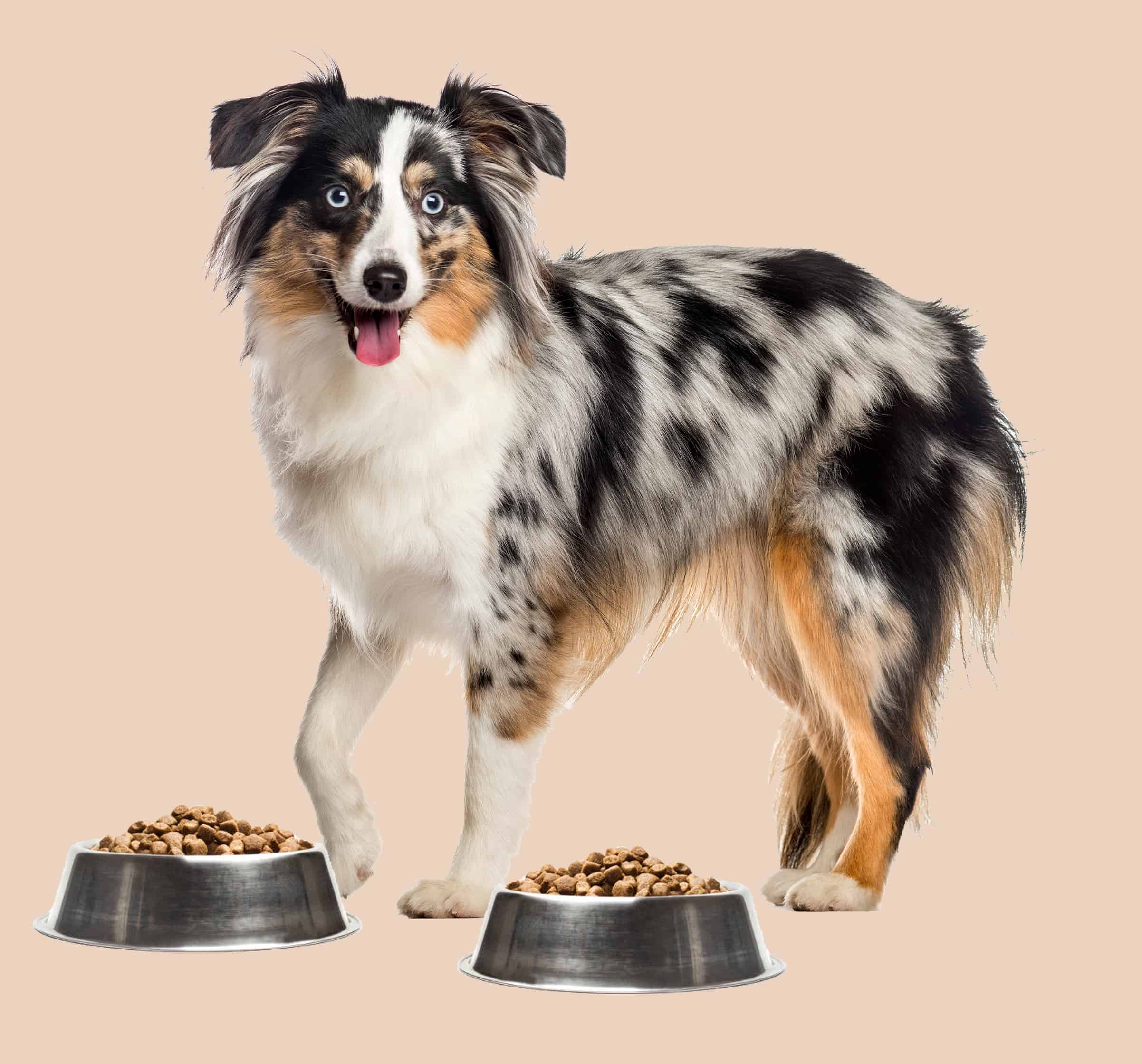 mengsel Beginner onderschrift Hondenvoeding vergelijken - BuddyBites