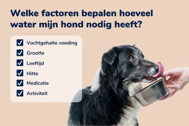 Hoeveel moet een hond drinken? BuddyBites