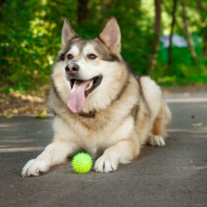 husky met bal die klaar zit om te apporteren