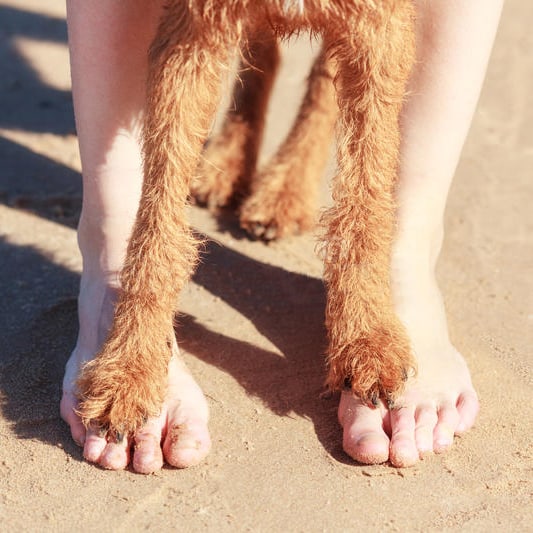 je hond leren om op de voeten van zijn baasje te lopen