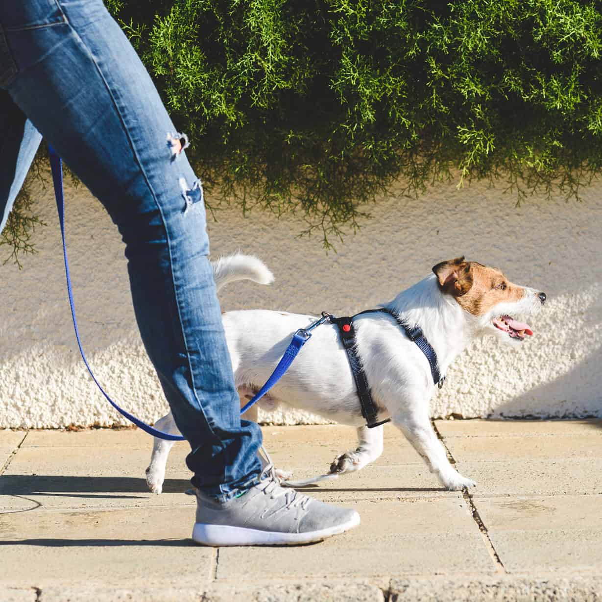 mijn hond trekt aan de lijn bij het wandelen