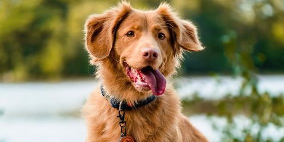 Toller Retriever hond die geen hond verliest