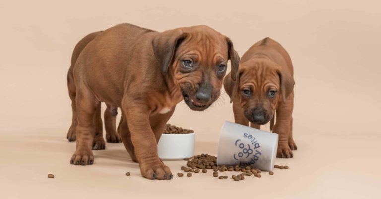 De beste puppyvoeding en -snacks vind je bij BuddyBites!