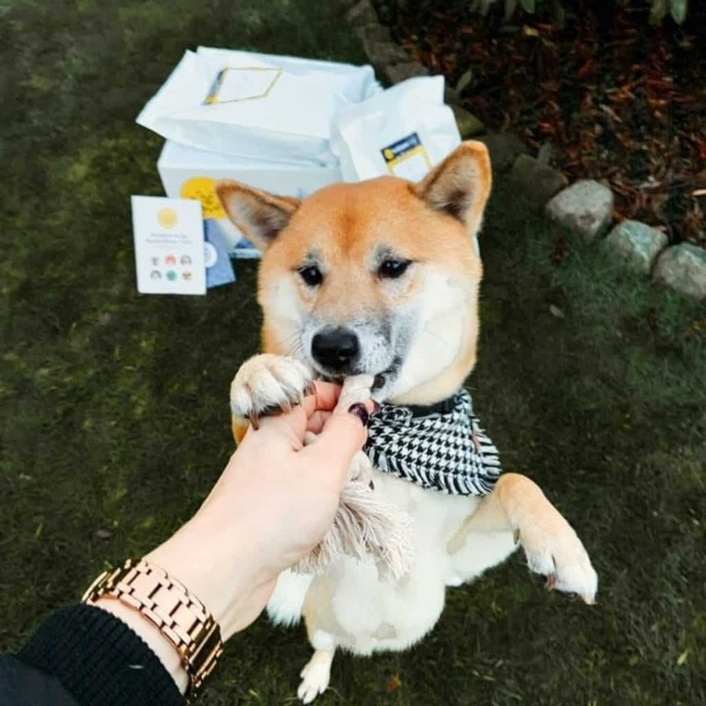 Shiba Inu geniet van pakketje hondenvoeding