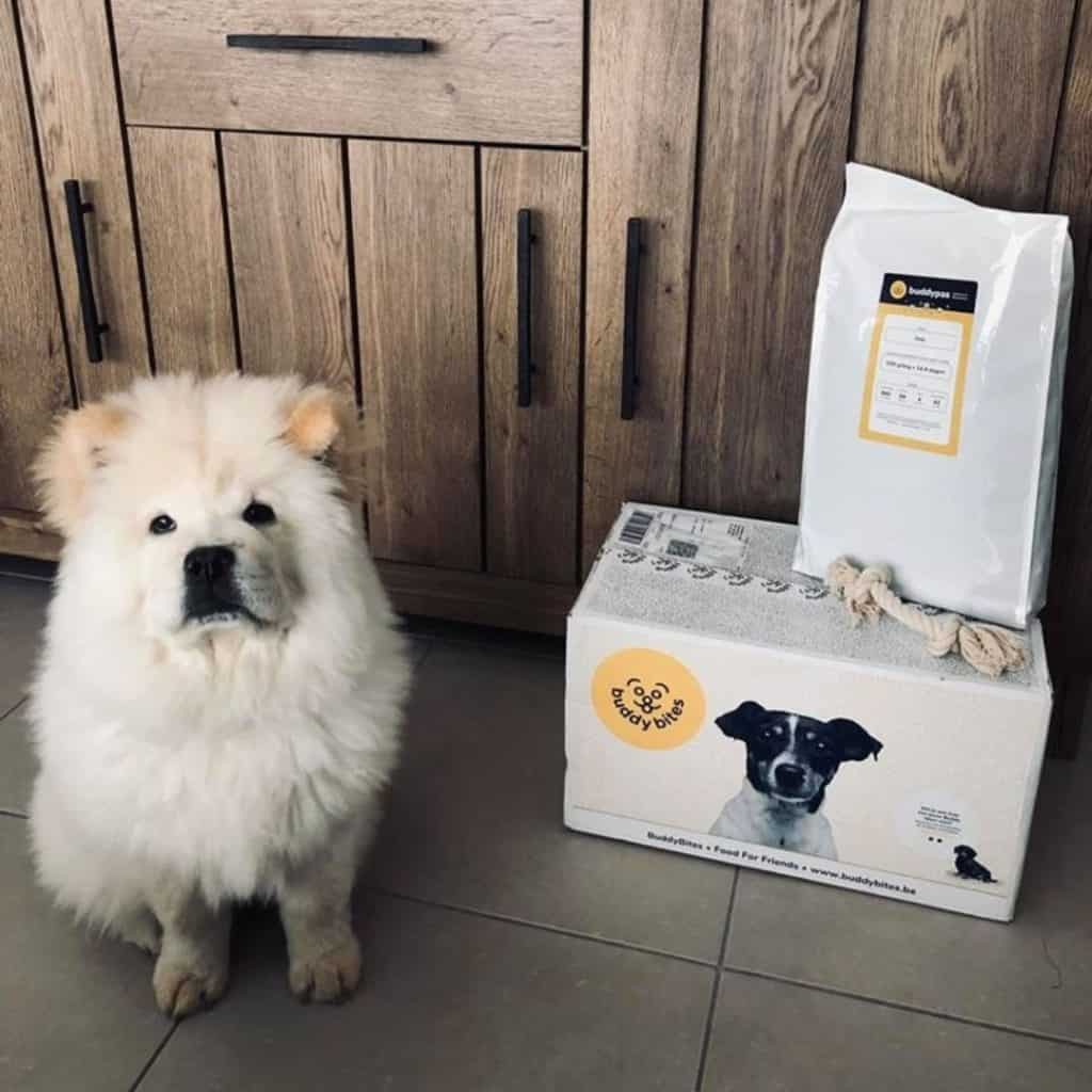 samojeet naast zijn aangepast hondenvoeding van buddybites met gratis speeltje