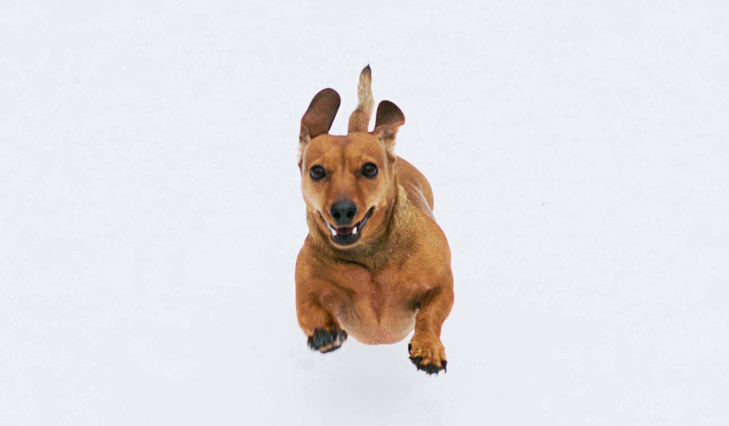 Groenteboer Eerste archief 5 essentiële tips voor een gelukkige hond - BuddyBites