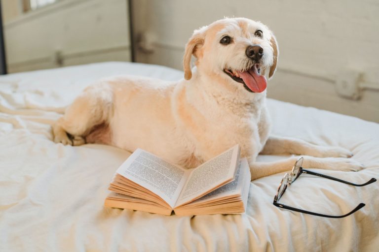 hond die op bed ligt en leest is een signaal dat je hond gelukkig is