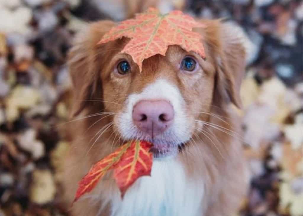 Hond in de herfst met paddenstoelen