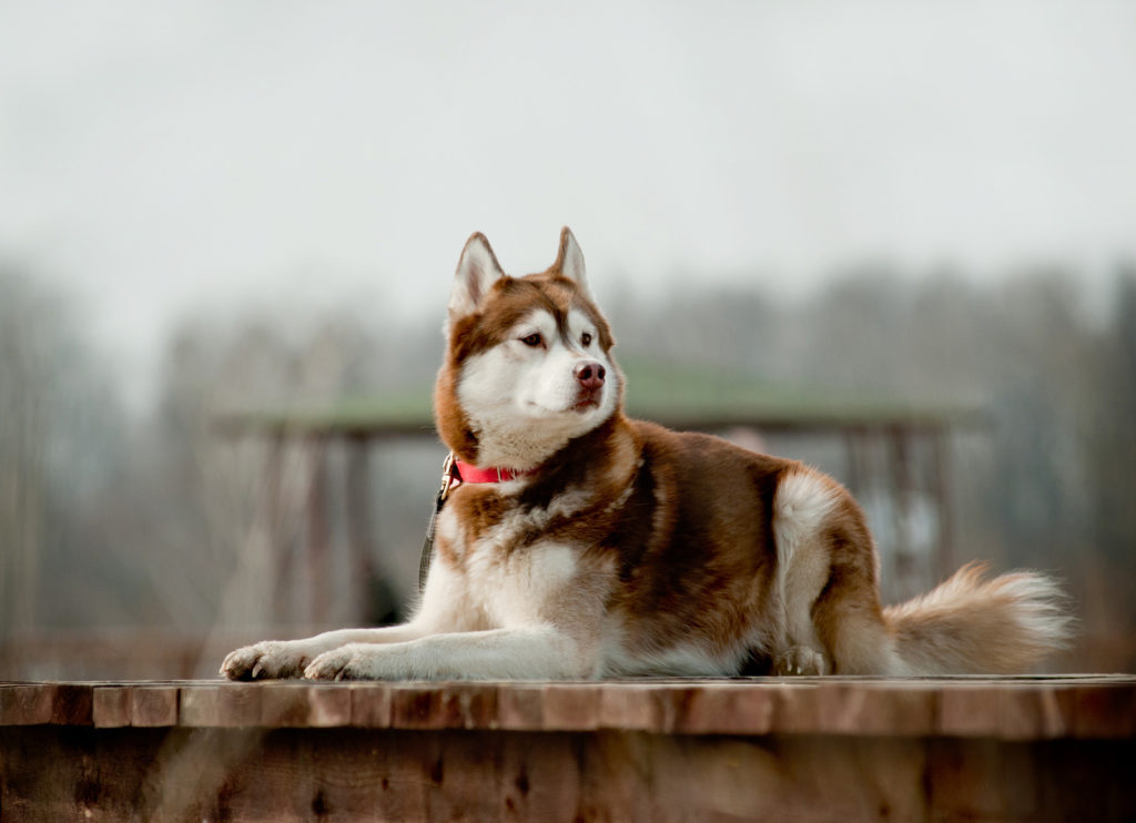Welke soorten hondenvacht bestaan er? Siberische Husky - BuddyBites