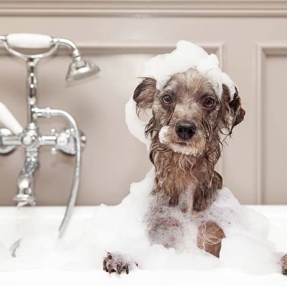 Geen doffe vacht voor deze hond in bad