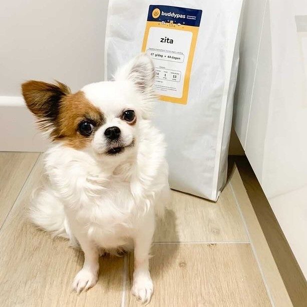 Hondenvoeding voor chihuahua's BuddyBites