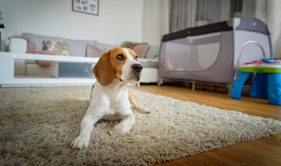 Beagle ligt thuis op bleek tapijt met babybedje op de achtergrond - BuddyBites