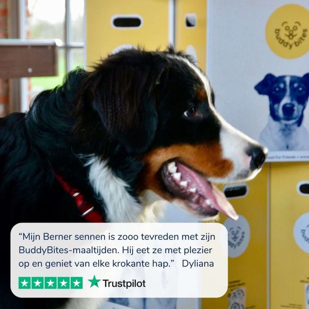 Berner sennenhond met tong uit bek staat voor dozenBuddyBites - de beste hondenvoeding voor Berner sennenhonden