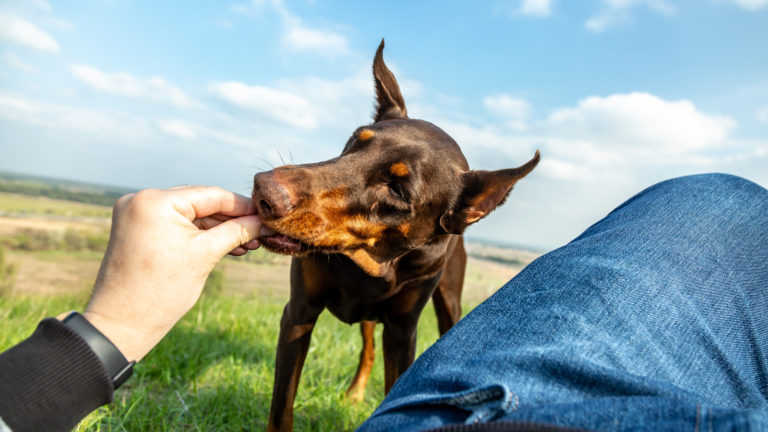 Dobermann eet uit hand baasje - de beste hondenvoeding voor Dobermanns