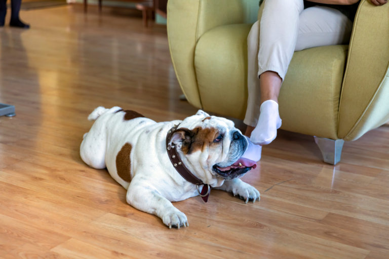 Engelse bulldog ligt op bleke houten vloer, met baasje op zetel op de achtergrond - Top 12 kindvriendelijke hondenrassen