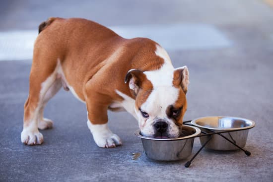 Engelse bulldog staat naast kom met hondenvoeding en eet ervan