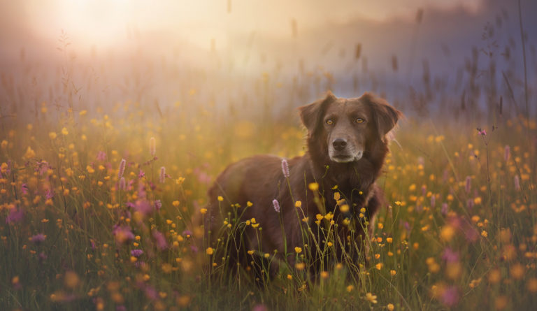 Hond in bloemenveld - de beste manieren om je hond te herdenken