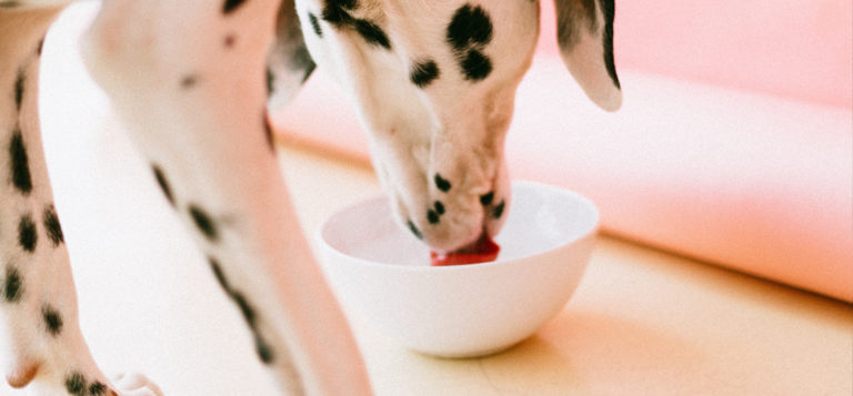 Dalmatiër drinkt melk - mag een hond melk drinken?
