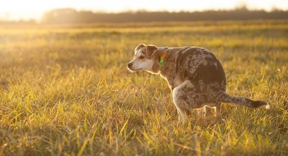 4 redenen waarom je hond diarree heeft - BuddyBites