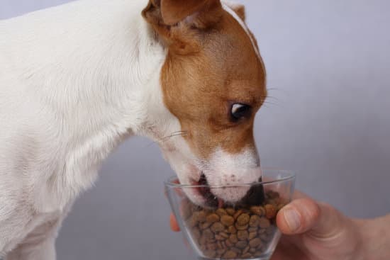 Jackrussel eet gezonde hondenvoeding van BuddyBites uit glazen potje