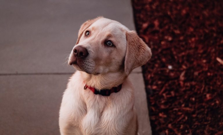 Blonde labrador kijkt in camera - Top 12 kindvriendelijke hondenrassen