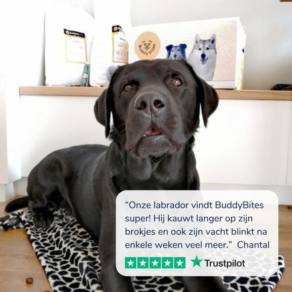 Chocolade labrador ligt op dekentje voor doos en zakken hondenvoeding van BuddyBites