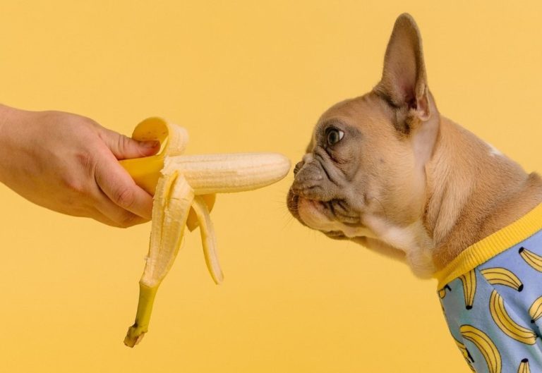 Hond met banaan op gele achtergrond - mag een hond banaan eten?