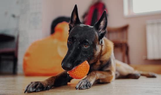 Mechelse herder ligt op de grond met oranje balletje in zijn mond - Top 12 kindvriendelijke hondenrassen