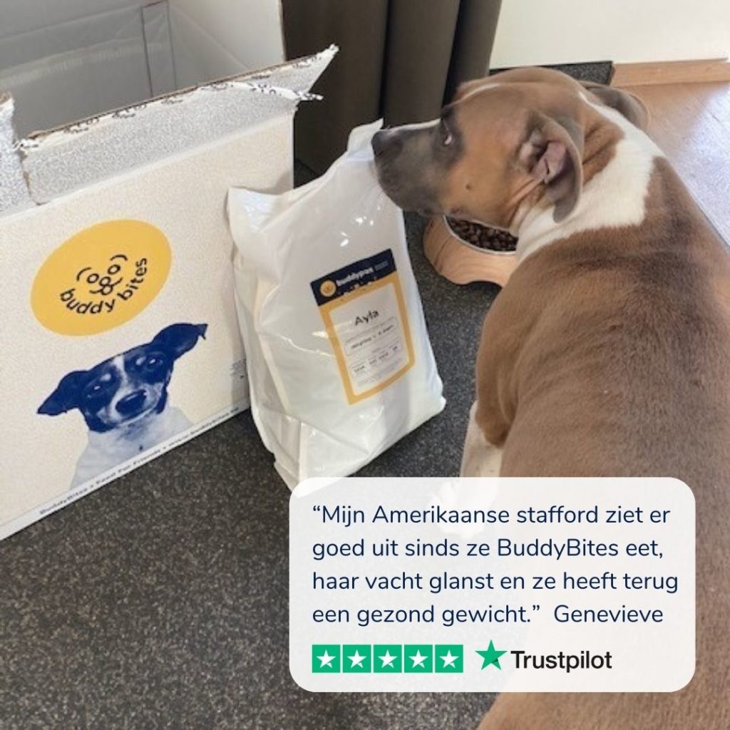 Amerikaanse stafford snuffelt aan zak en doos met hondenvoeding BuddyBites