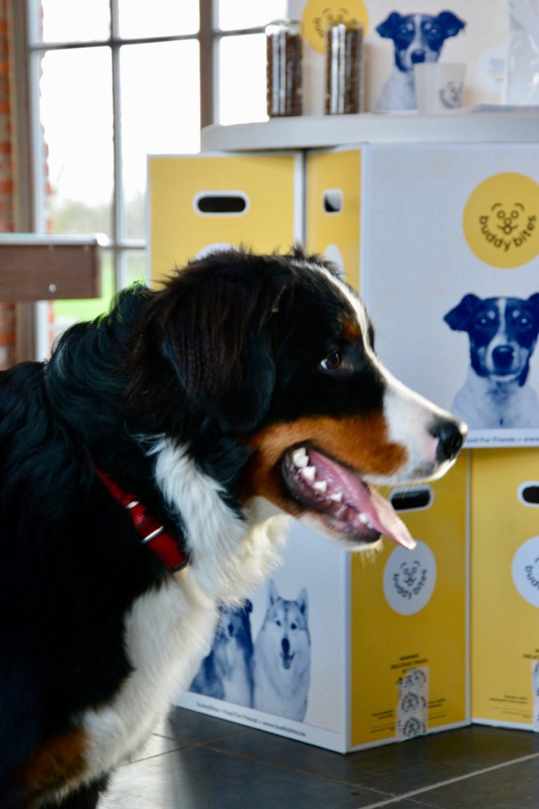 Berner sennenhond met tong uit bek staat voor dozen met beste hondenvoeding BuddyBites