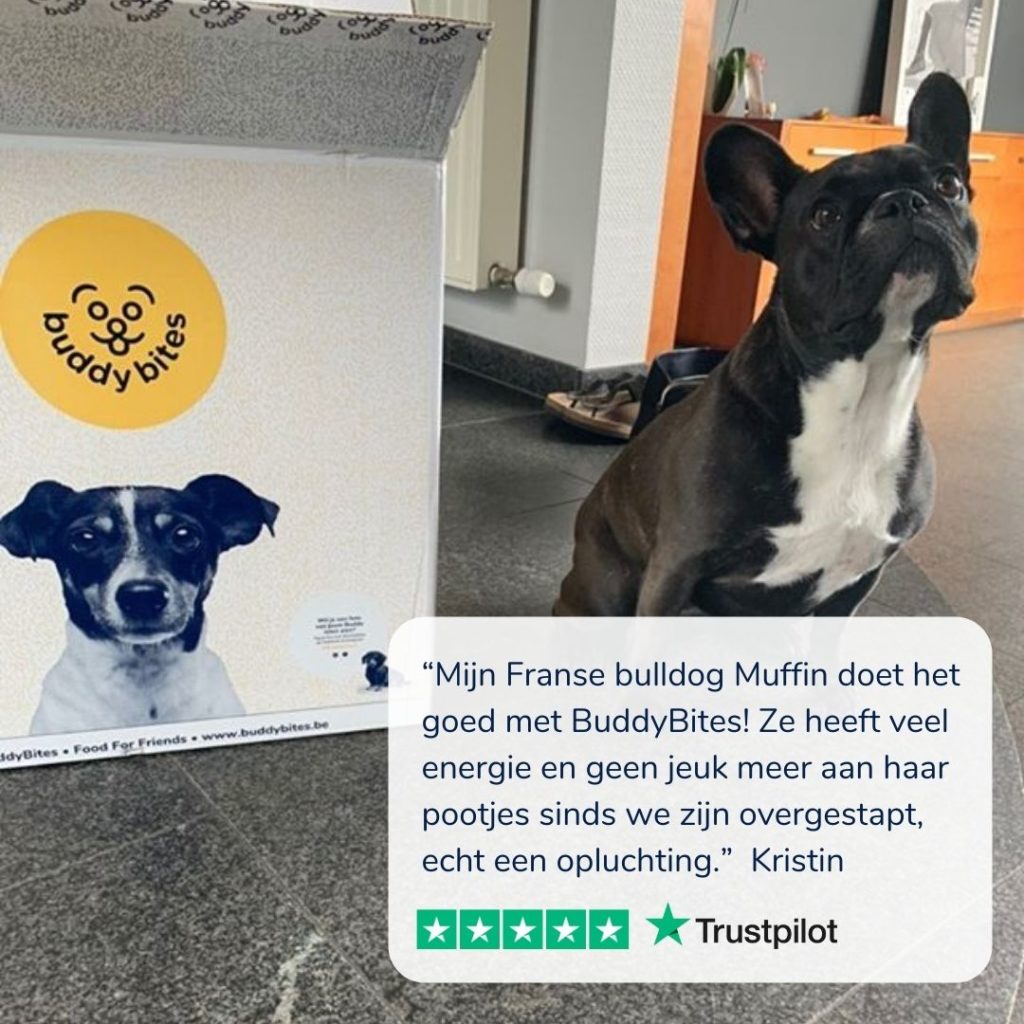 Franse Bulldog zit naast doos met de beste hondenvoeding van BuddyBites
