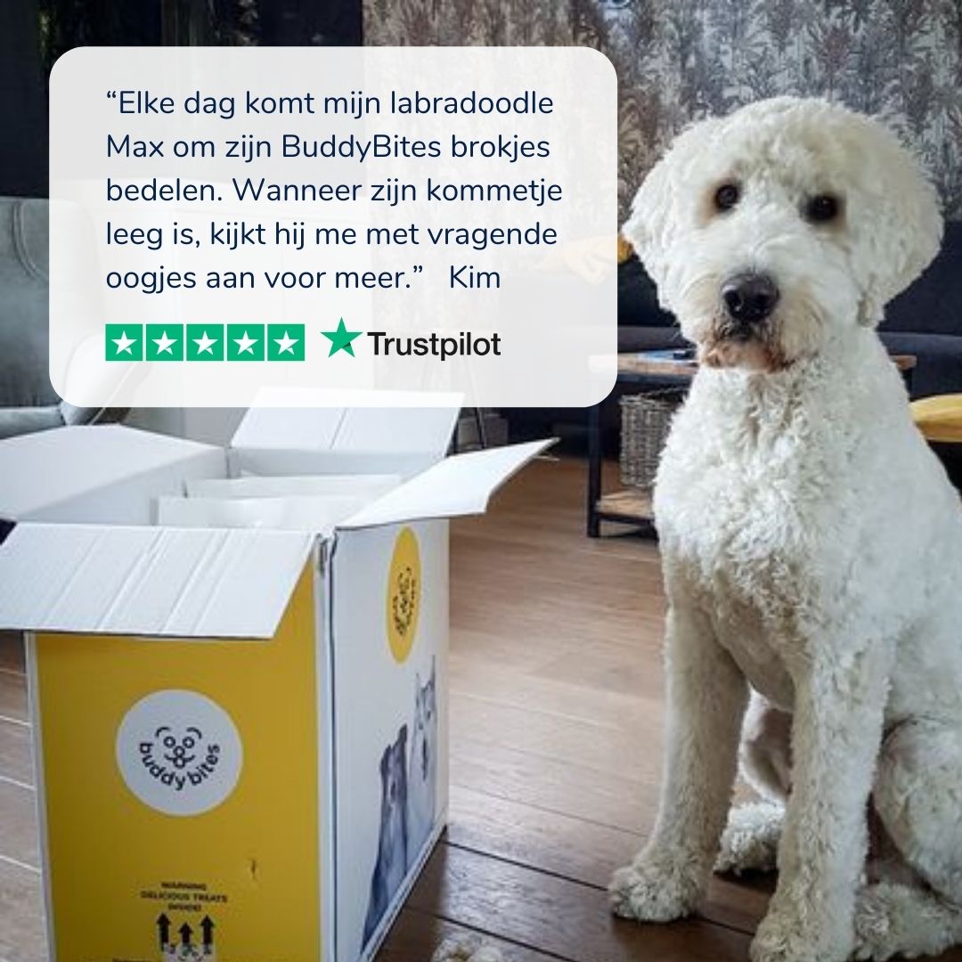 De beste hondenvoeding voor labradoodles BuddyBites