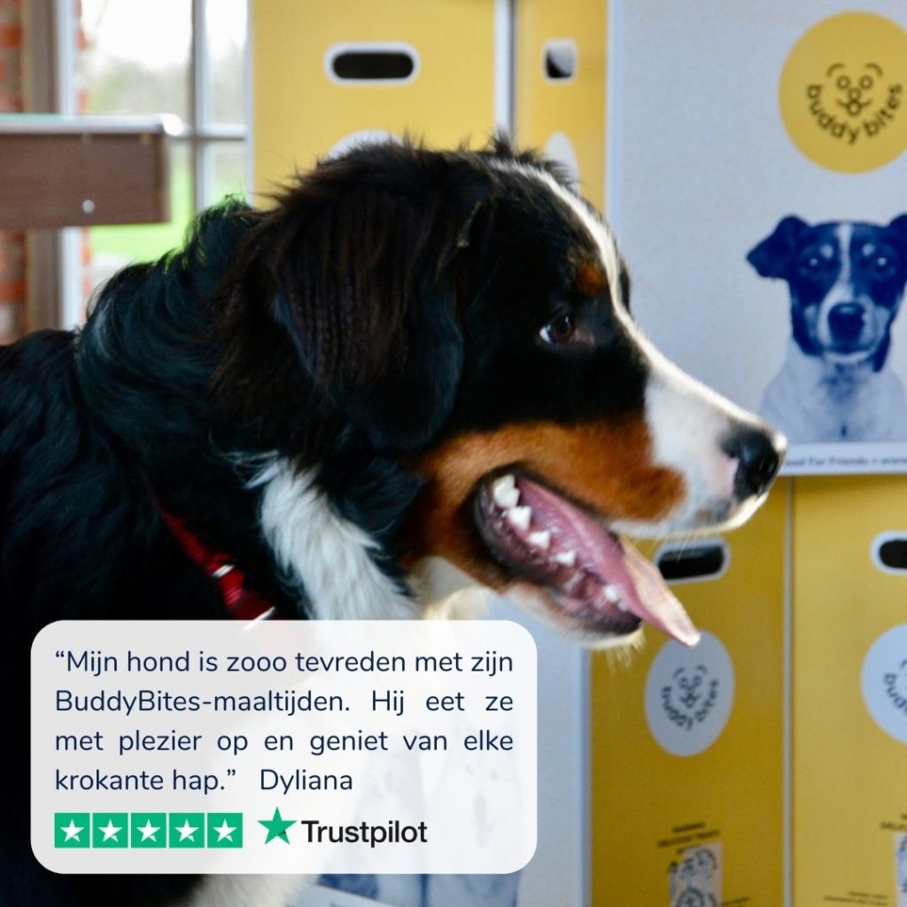 Berner sennenhond met tong uit bek staat voor dozen BuddyBites - de beste hondenvoeding voor Berner sennenhonden