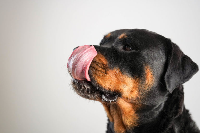 Rottweiler likt neus - de beste hondenvoeding voor rottweilers
