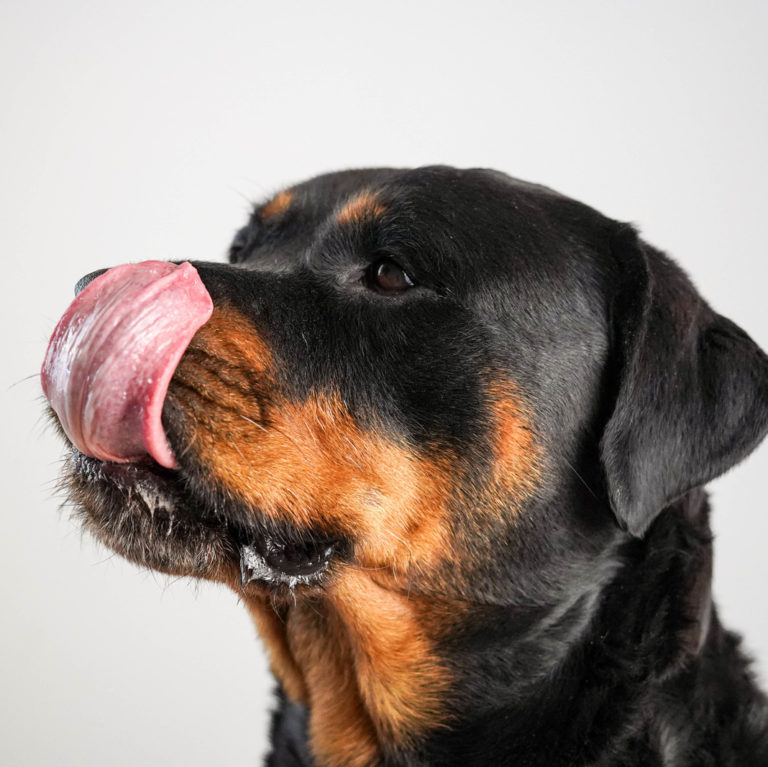 Rottweiler likt neus - de beste hondenvoeding voor rottweilers
