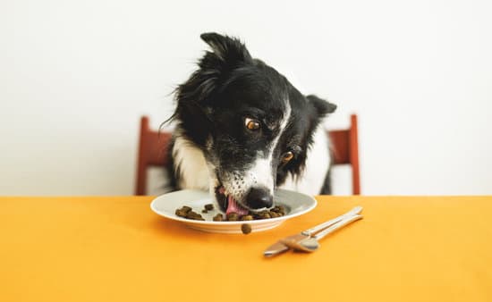 Schattige bordercollie zit op stoel aan gele tafel en eet hondenvoeding van bordje